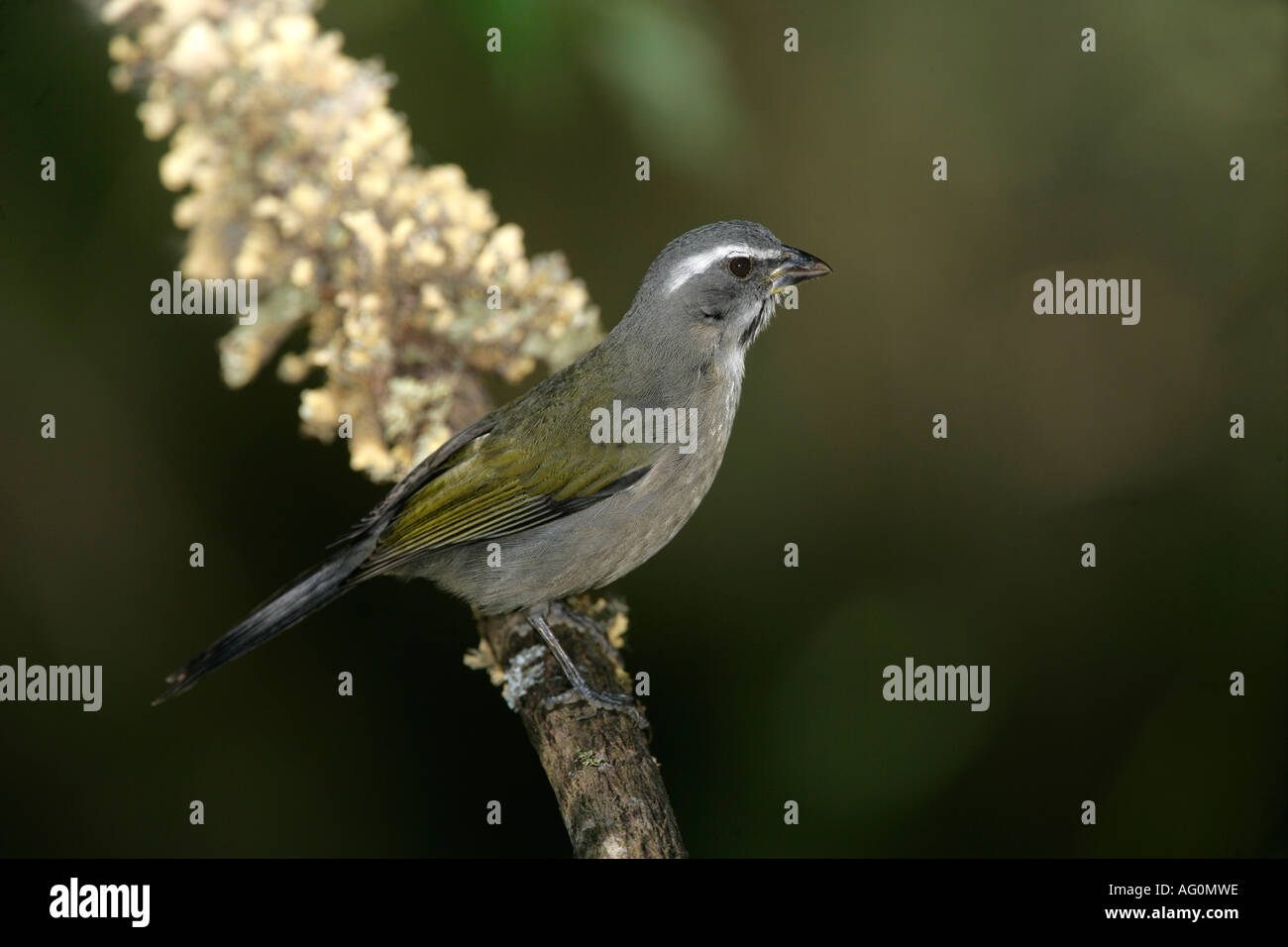 GREEN WINGED SALTATOR Saltator similis Brazil Stock Photo