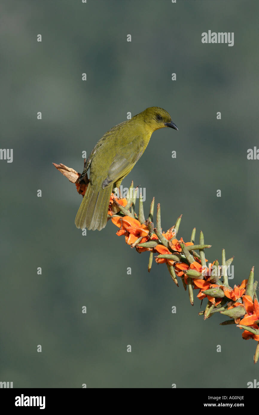 OLIVE GREEN TANAGER Orthogonys chloricterus Brazil Stock Photo - Alamy