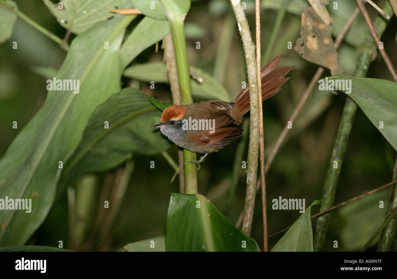 RUFOUS CAPPED SPINETAIL Synallaxis ruficapilla Brazil Stock Photo