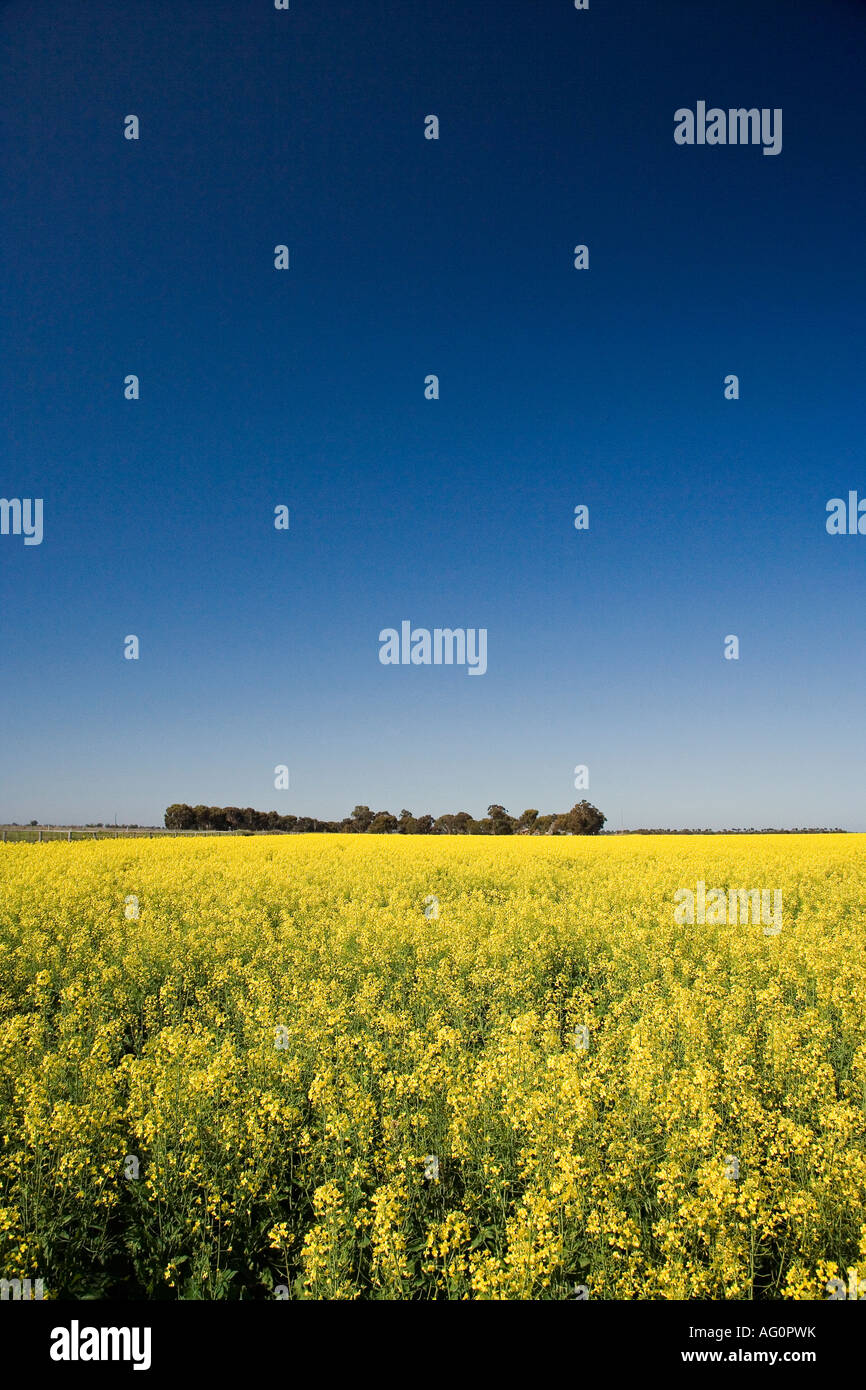 Rapeseed Field near Bendigo Victoria Australia Stock Photo - Alamy