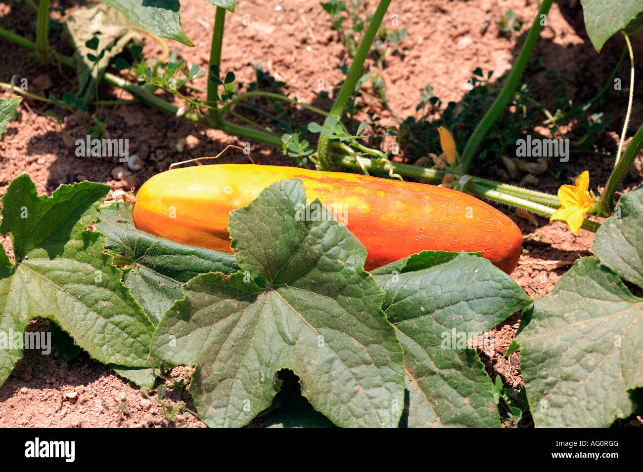 Cucumber Cucumis sativus fruit on plant Spain Stock Photo - Alamy