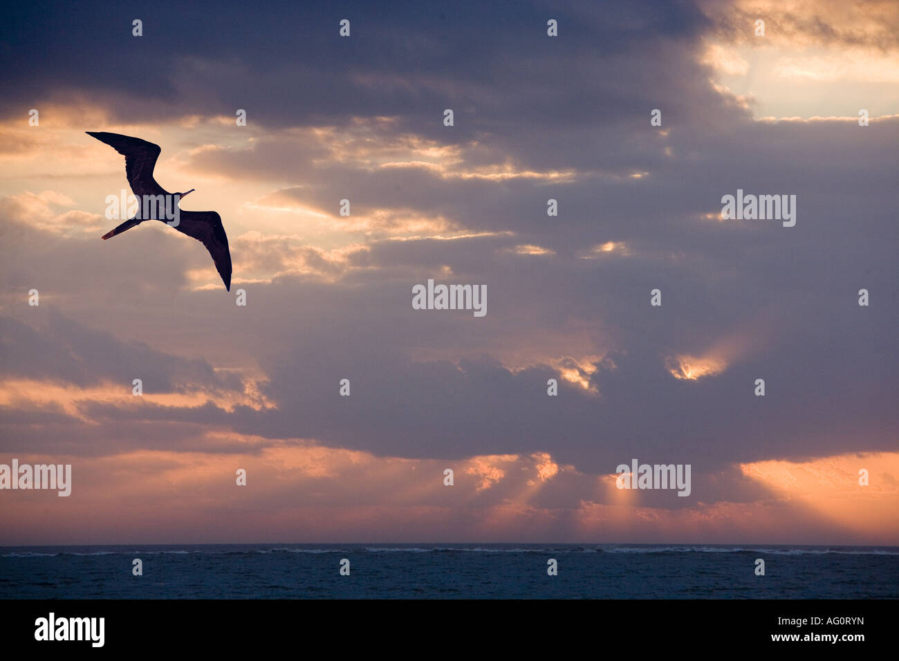 Frigatebird, Galapagos Islands, Ecuador Stock Photo