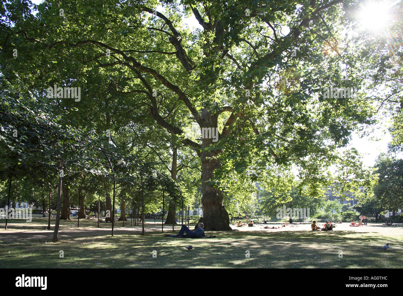 Sunlight through trees. Russell Square, Bloomsbury, Camden, London, England Stock Photo
