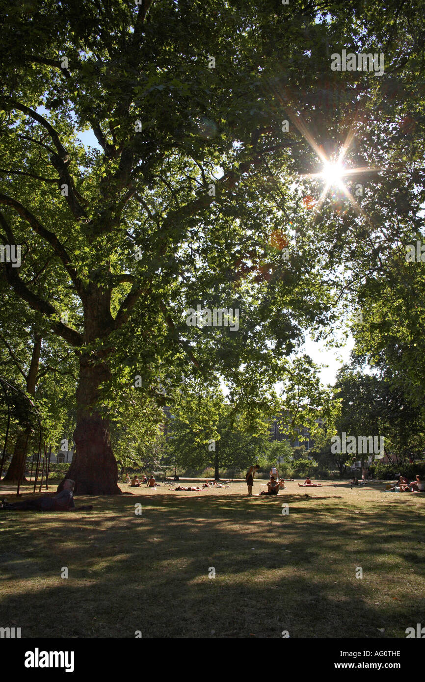 Sunlight through trees. Russell Square, Bloomsbury, Camden, London, England Stock Photo