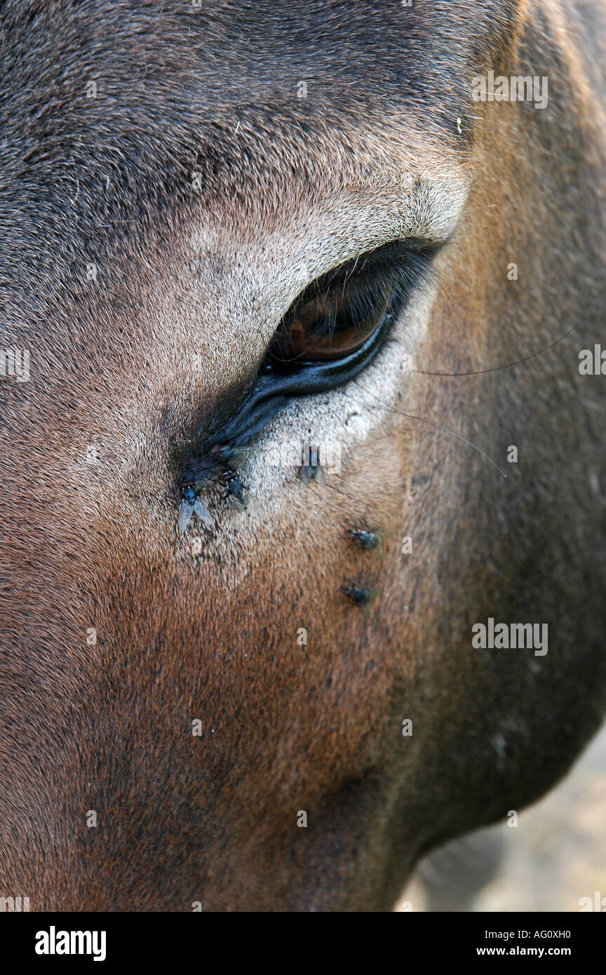 Flies around horse eye Stock Photo Alamy