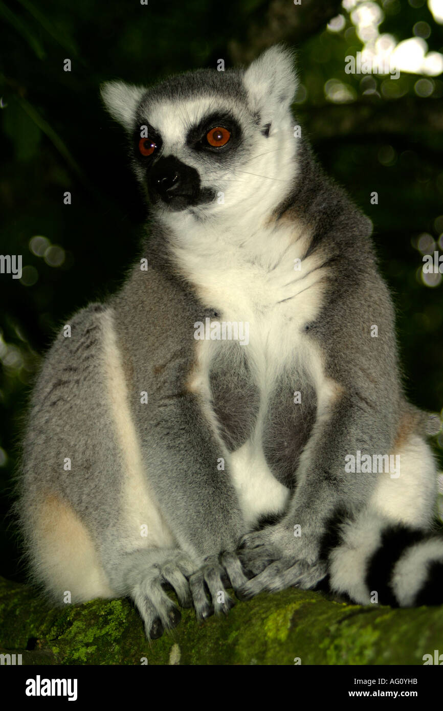 lemures Stock Photo
