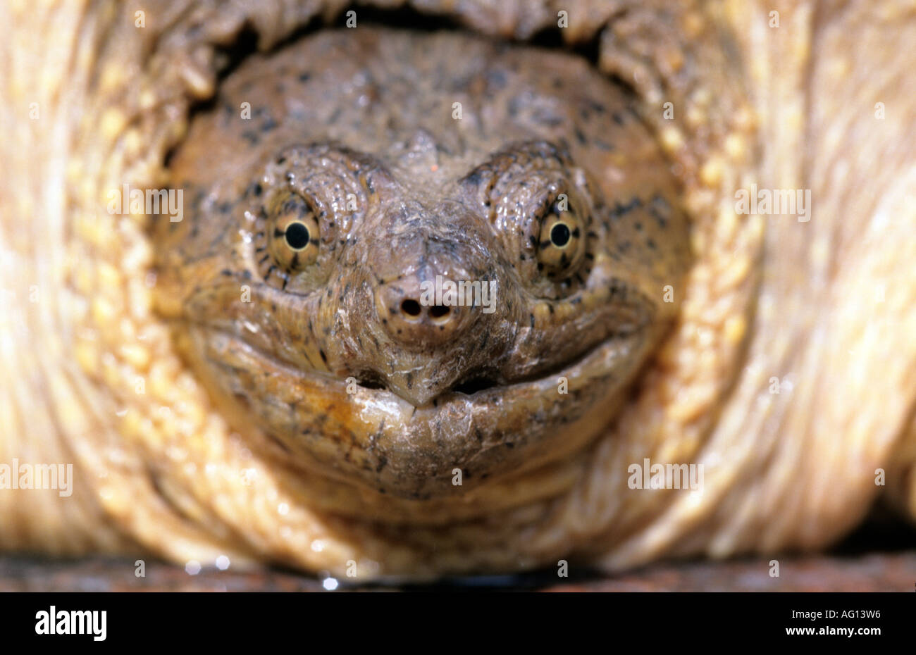 American snapping turtle Stock Photo