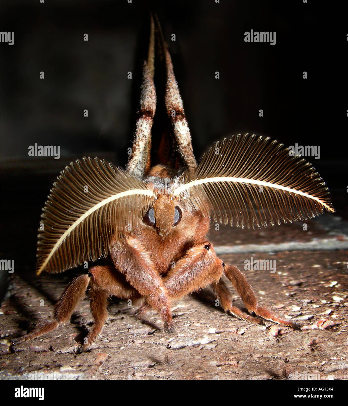 Cecropia moth on wall Stock Photo - Alamy