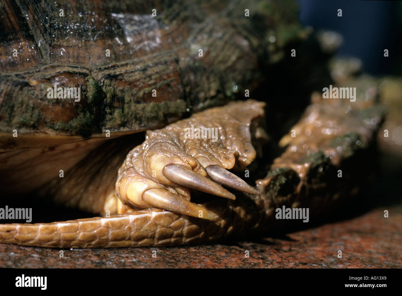 Hind leg and claws of snapping turtle Stock Photo