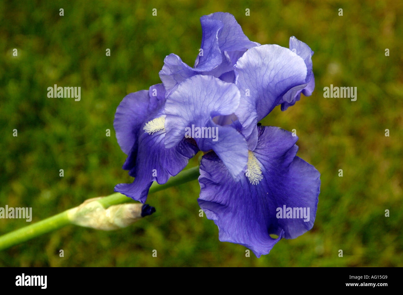 Blue iris flower Stock Photo