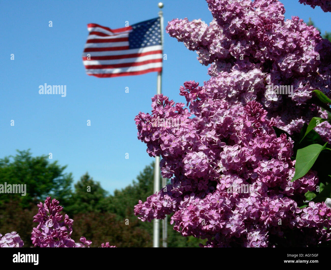 Lilacs in bloom Stock Photo Alamy