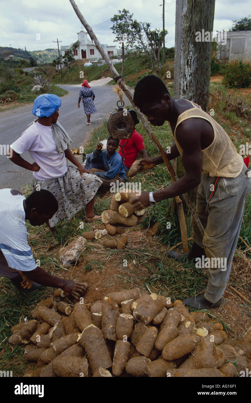 Jamaica weighing yams before sale at Wait a Bit a village in the