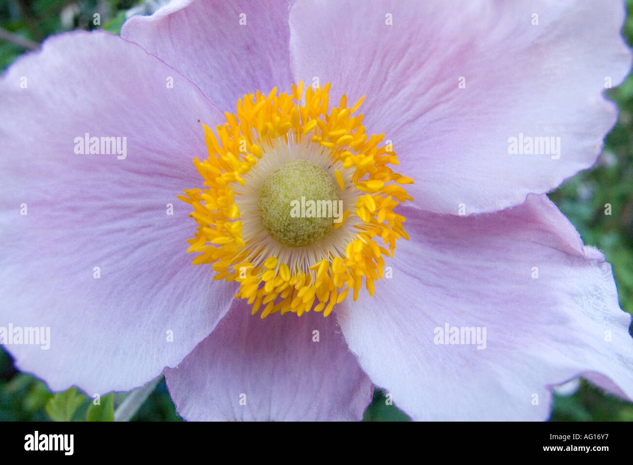 Pink  Japanese Anemone hupehensis flowers close up Stock Photo