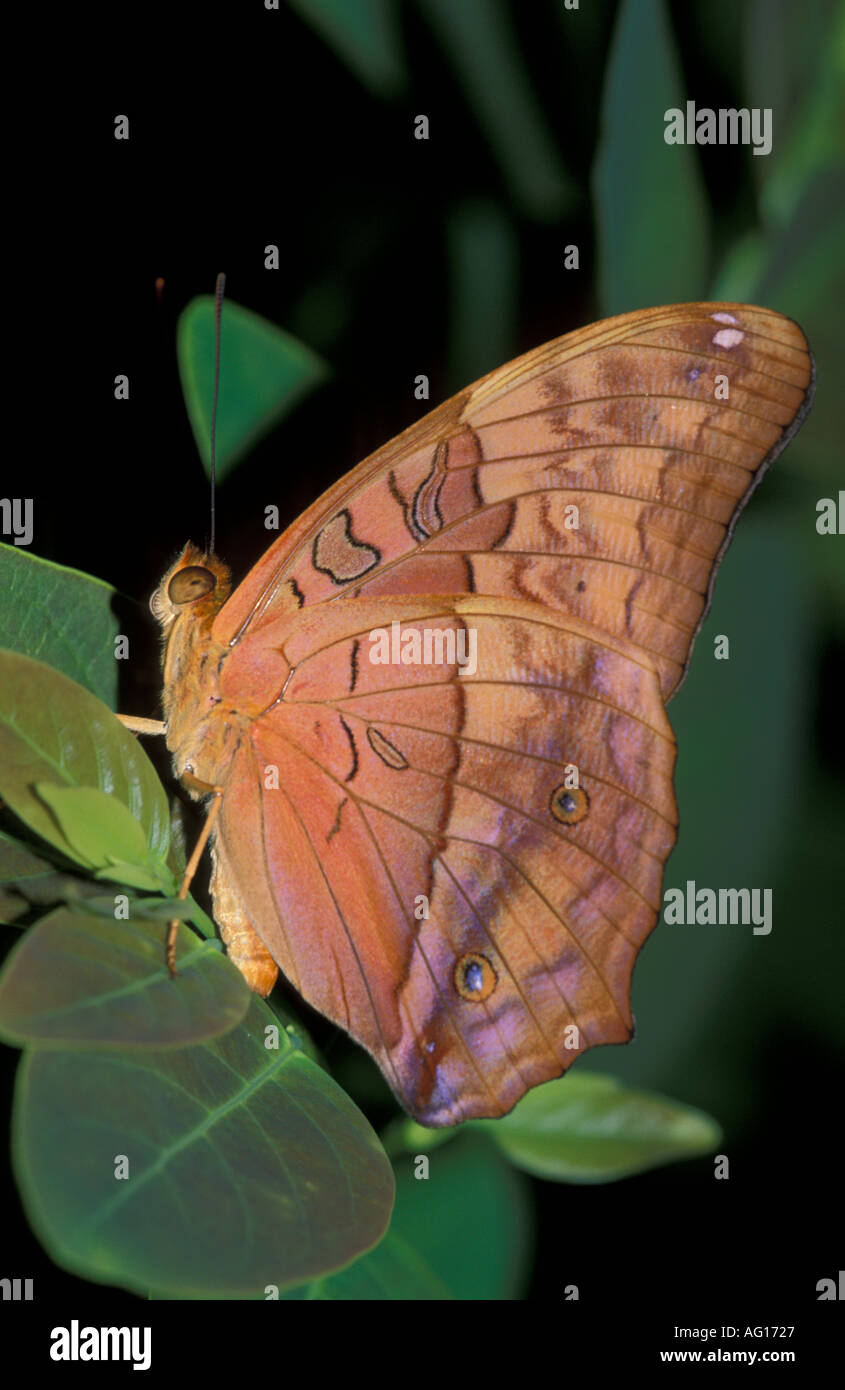 Australian Leafwing butterfly (Doleschallia bisaltide) Stock Photo