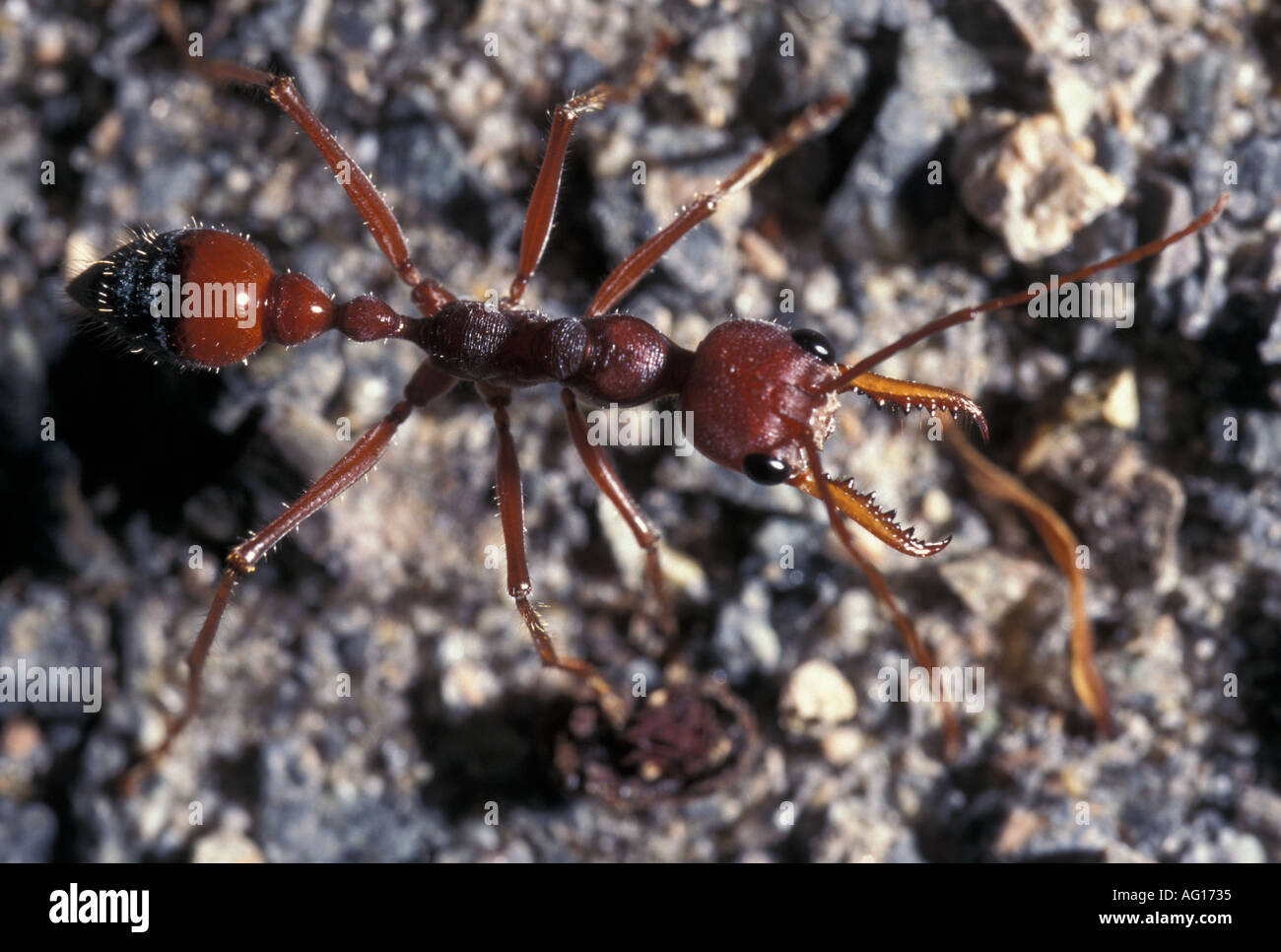 An Australian Bull Ant Stock Photo Alamy