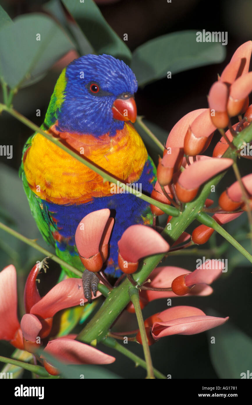 Colurful rainbow Lorikeet Australia trichoglossus haematodus Stock Photo