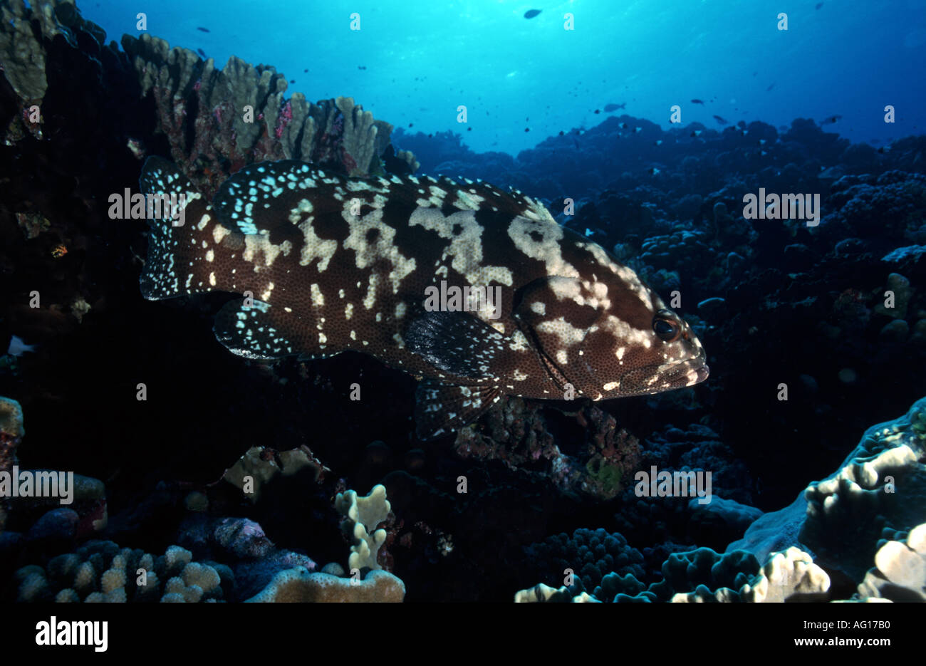 French Polynesia Tahiti Tagged Sharks Cesere Brothers