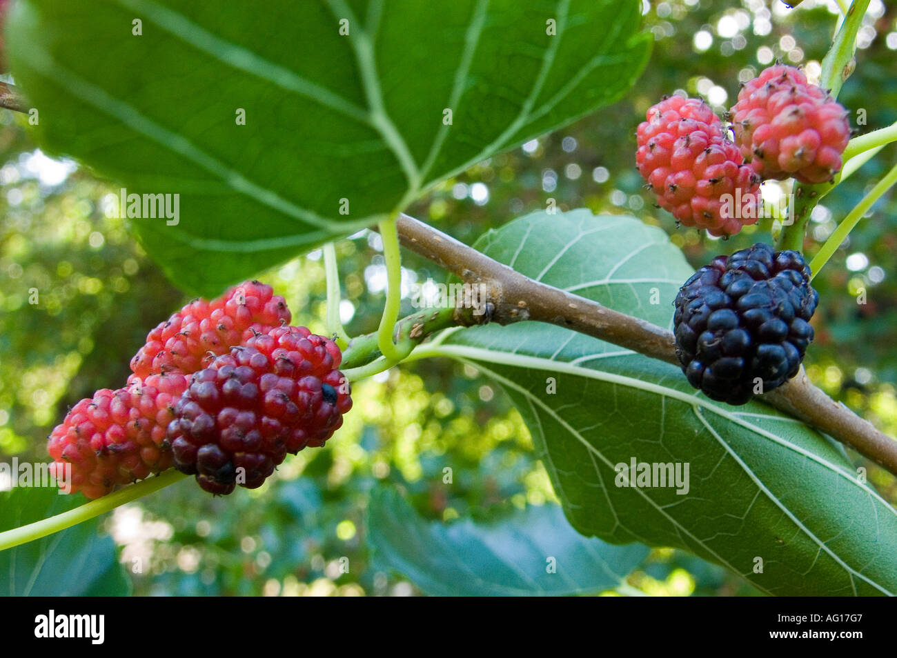 Mulberries Morus alba Stock Photo