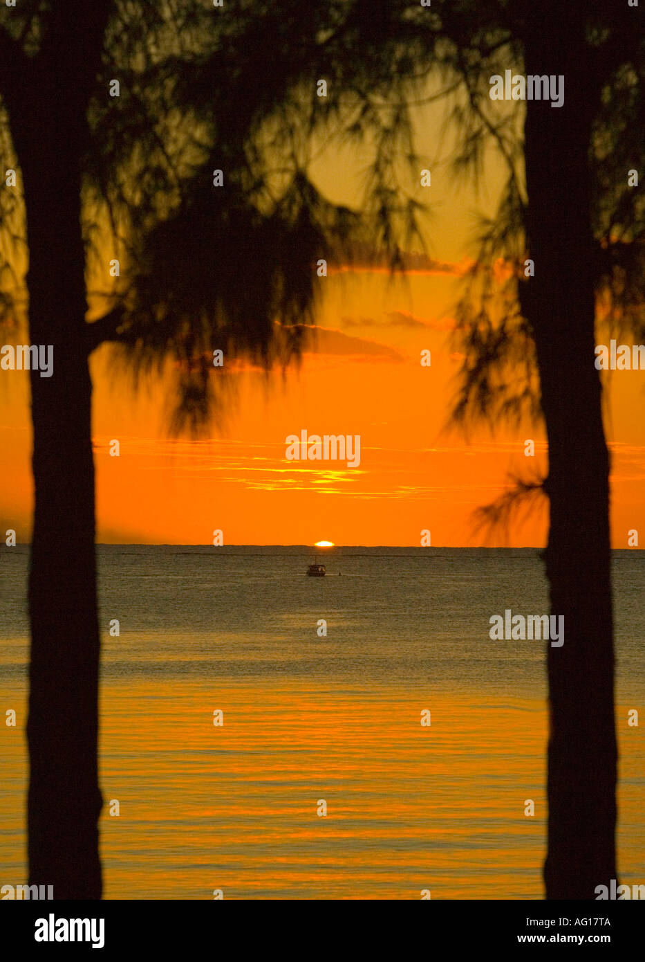 Sunset between Filaos trees - Mauritius. Stock Photo
