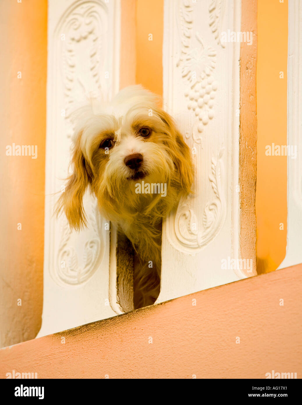 Guard dog investigates man with camera from upstairs balcony - Mauritius Stock Photo