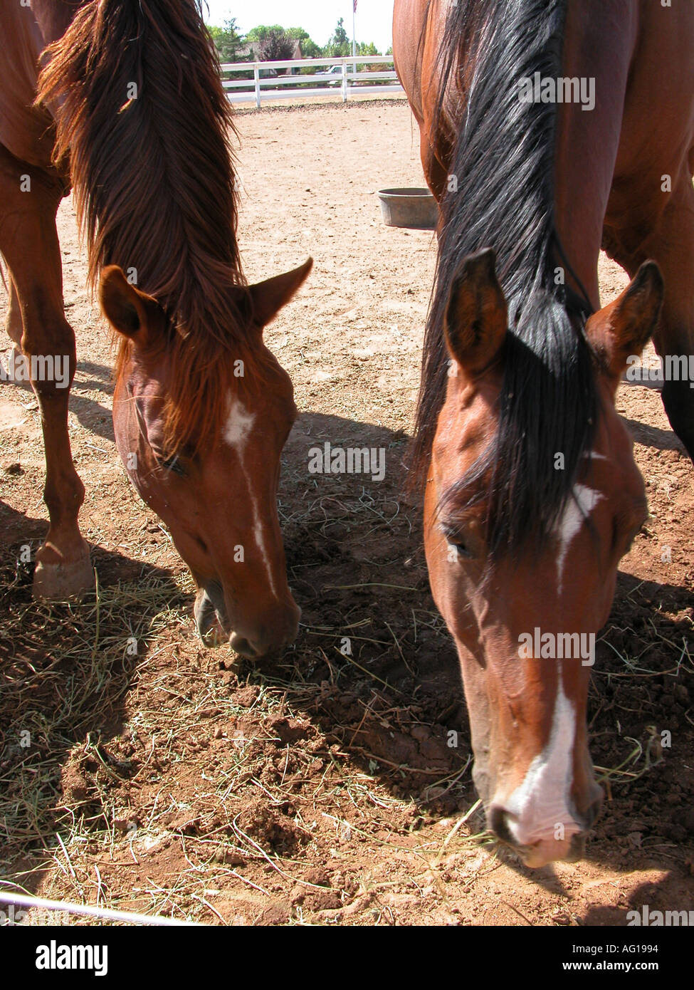 Quartered Rodeo Quarterhorses hi-res stock photography and images - Alamy