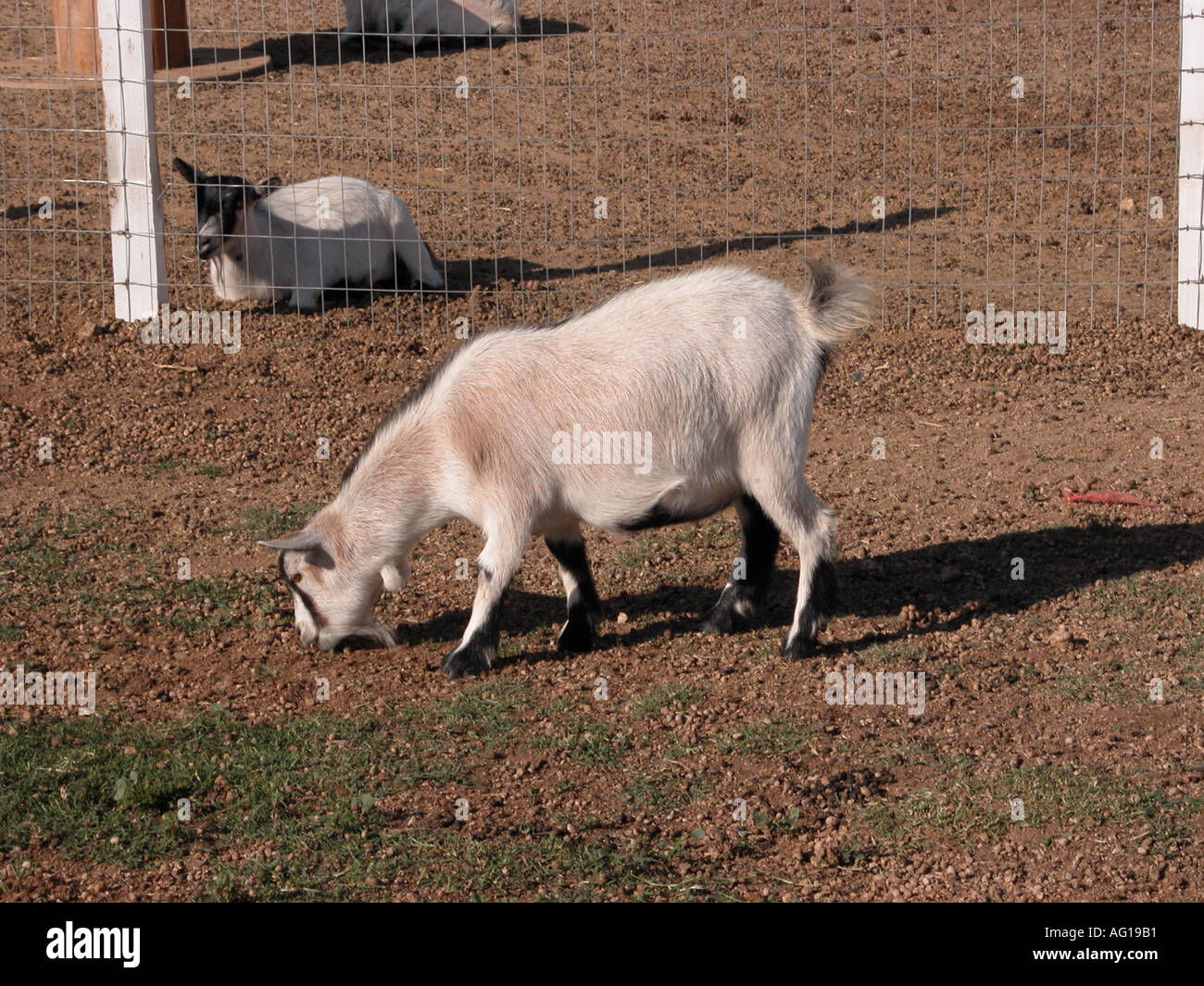 Pygmy goats Stock Photo