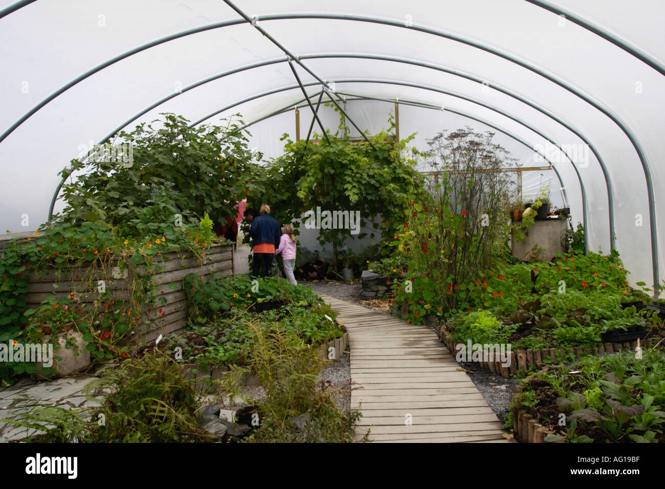 Polytunnel growing exotic fruit and vegetables at the Centre for