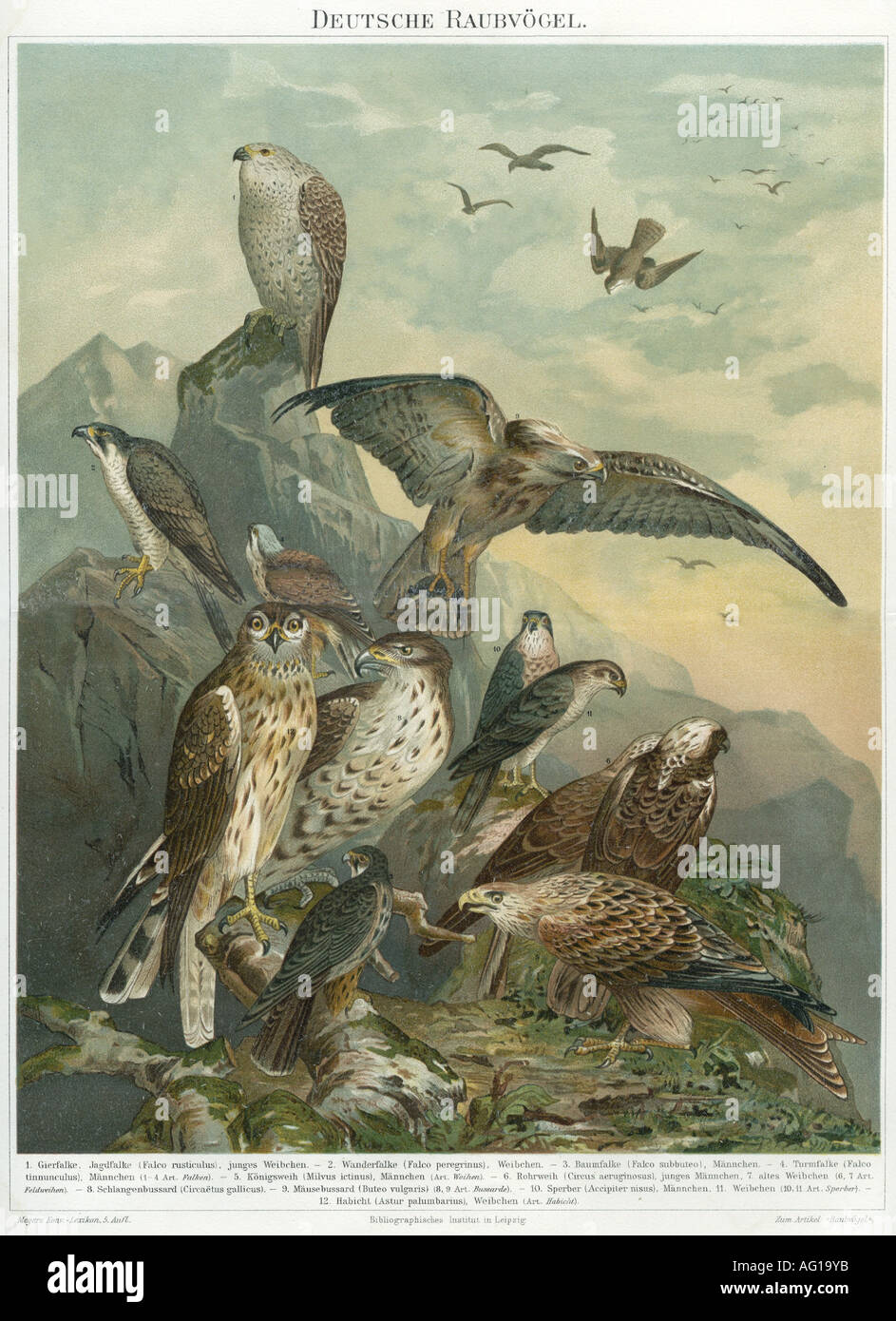 zoology / animal, birds, German raptors, Meyers Konversationslexikon, Leipzig & Vienna 1896, Stock Photo