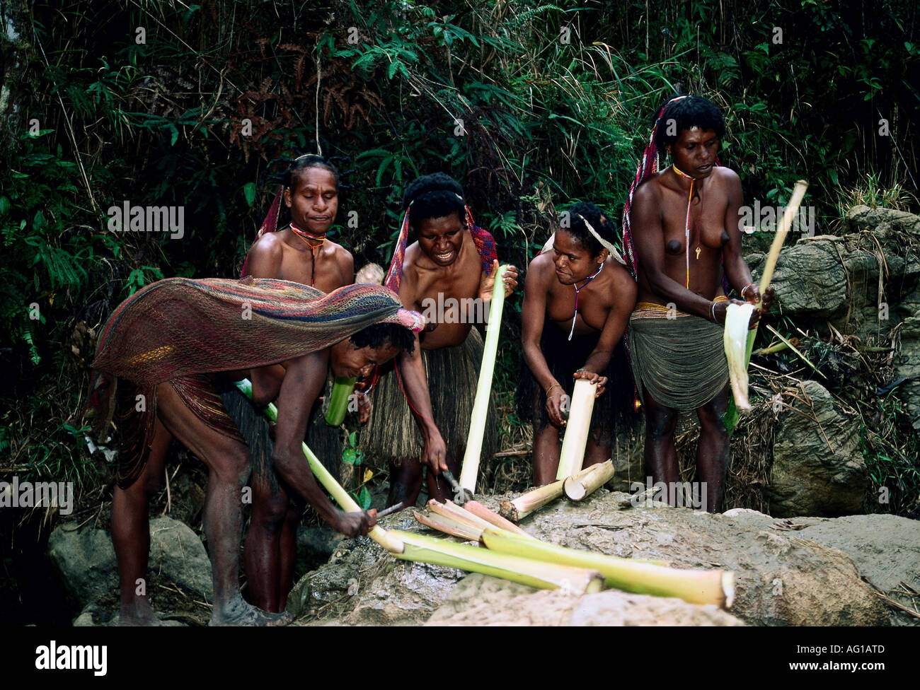 geography / travel, Indonesia, people, Dani tribe women with banana plant at the Salt Lake,  Island New Guinea, Irian Jaya, Baliem valley, , Additional-Rights-Clearance-Info-Not-Available Stock Photo