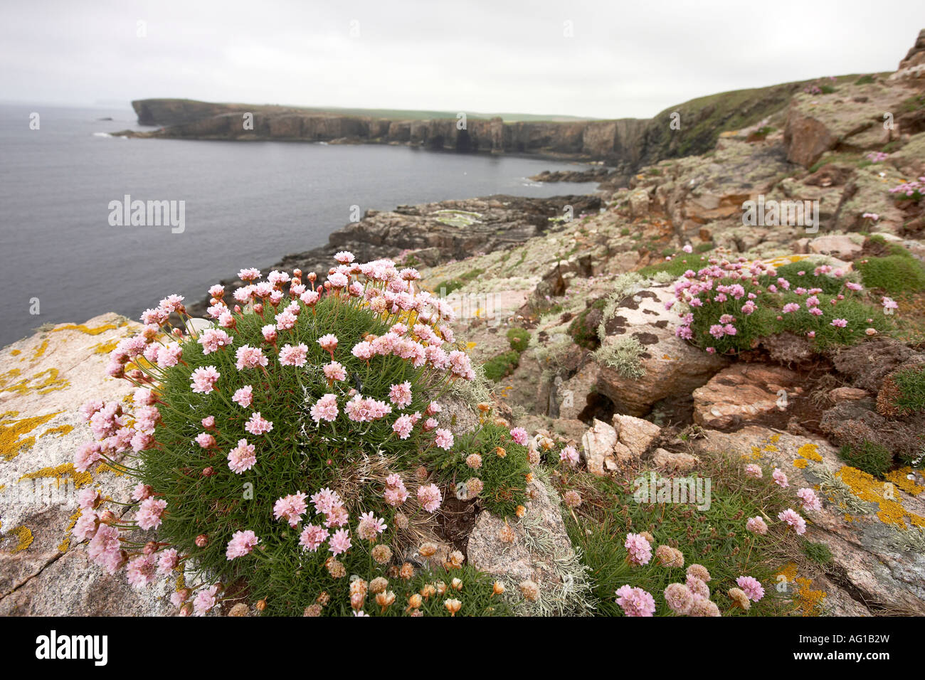 Thrift and Noust of Bigging bay Yesnaby Orkney Scotland UK Stock Photo
