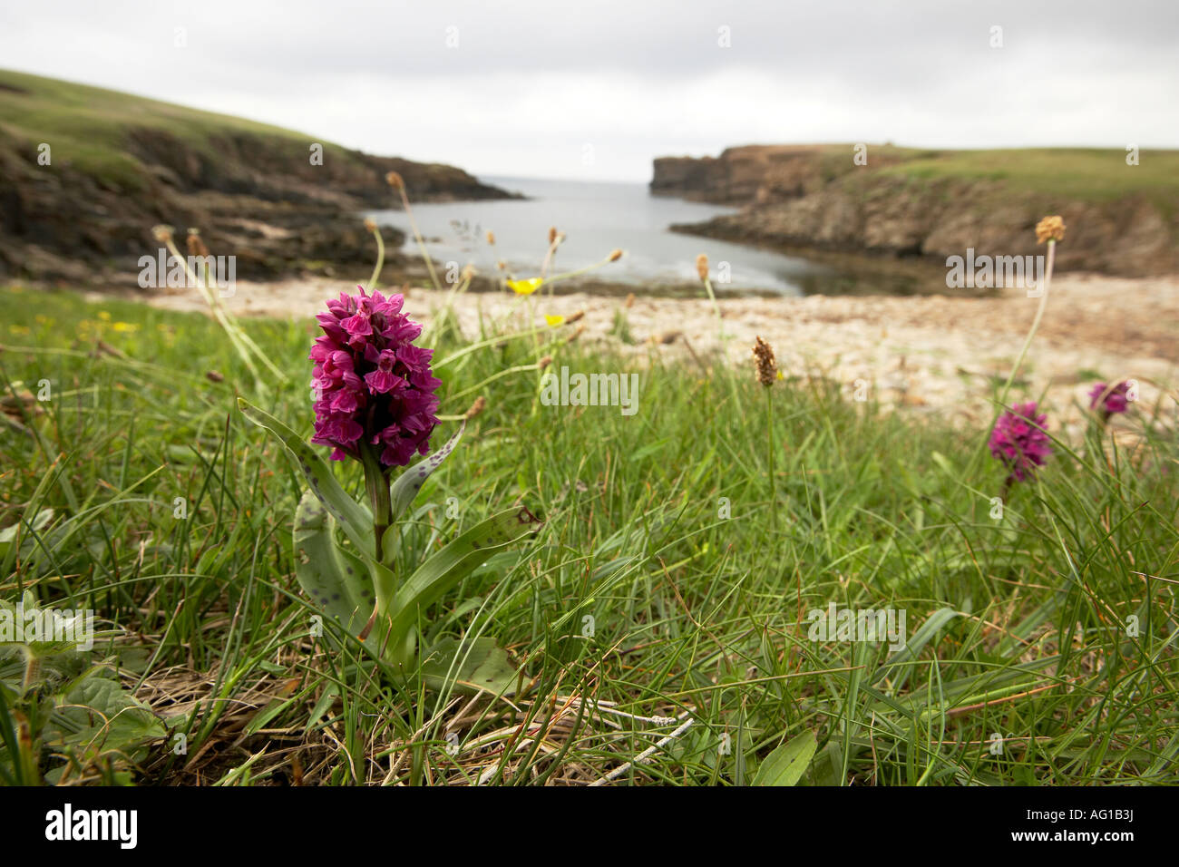 Orchids Noust of Bigging bay Yesnaby Orkney Scotland UK Stock Photo
