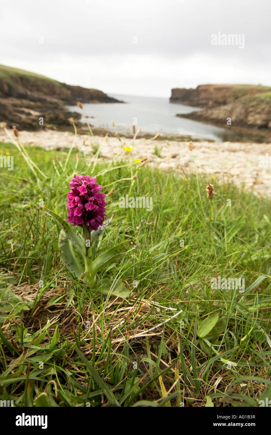 Orchids and wildflowers Noust of Bigging bay Yesnaby Orkney Scotland UK Stock Photo