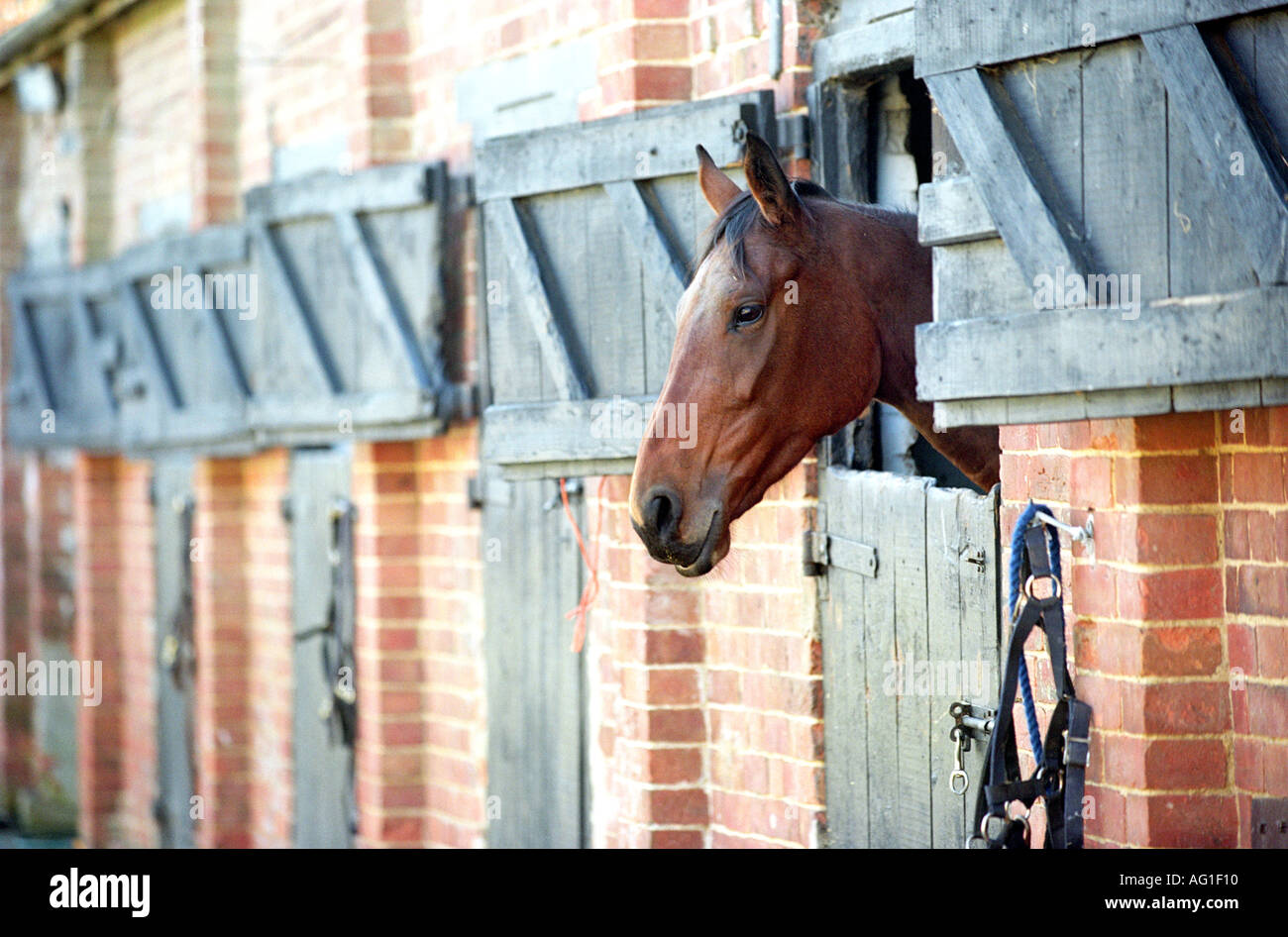 Horse looking out from a row of stable doors Stock Photo