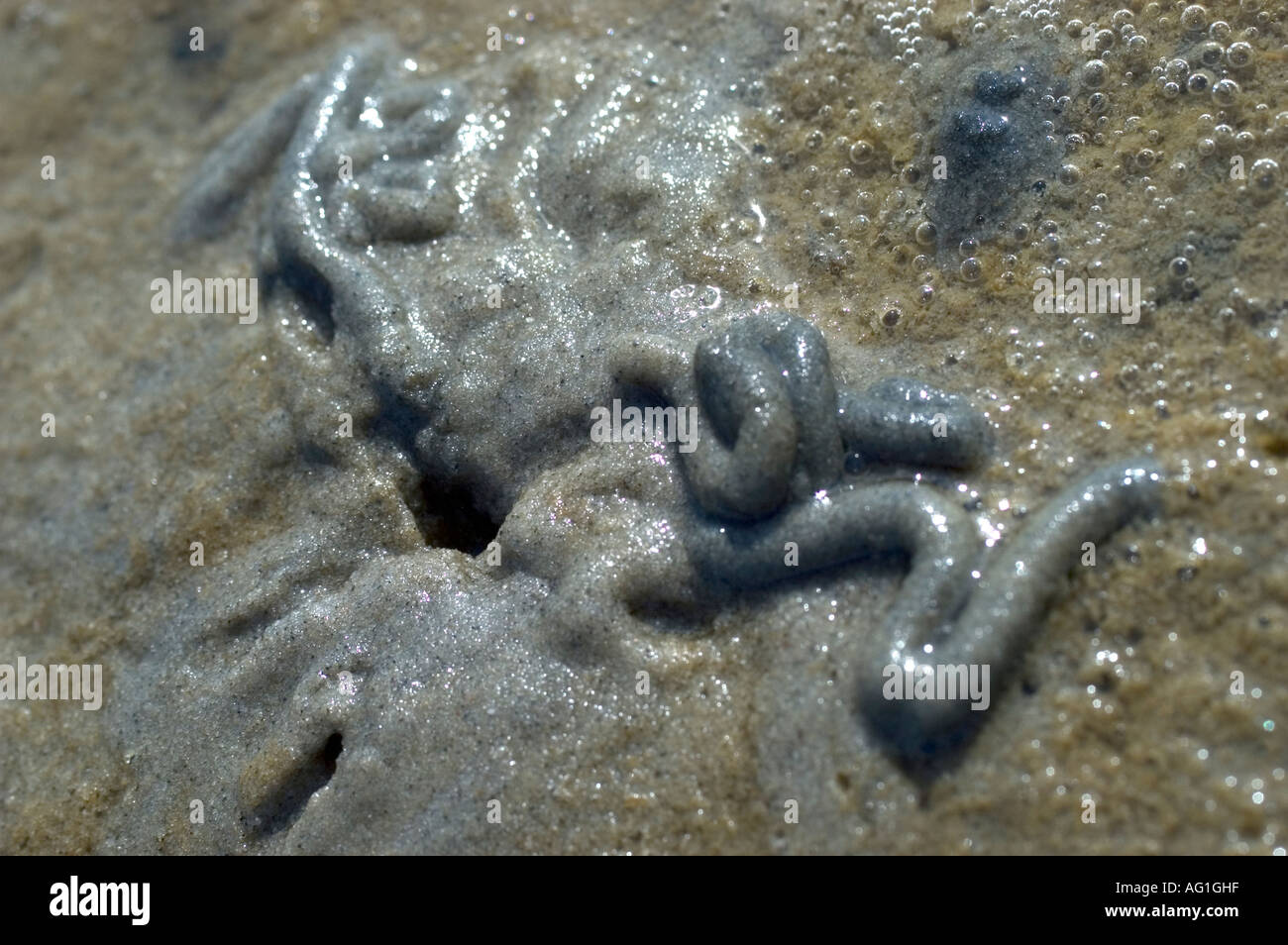 Detailed Sandworm Sandworm hi-res stock photography and images - Alamy