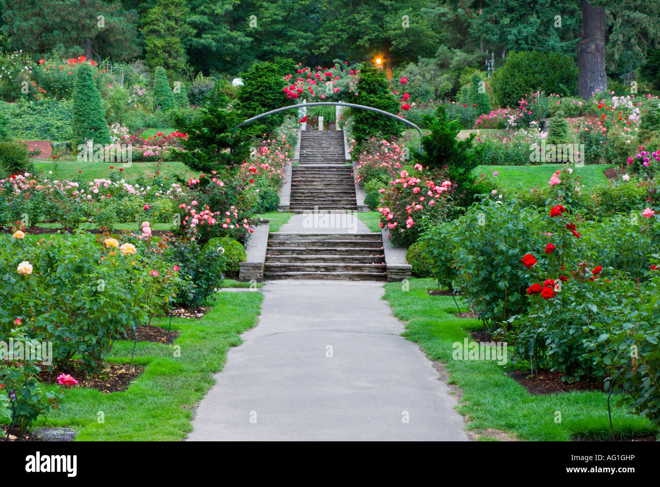 The International Rose Test Garden Washington Park Portland Oregon