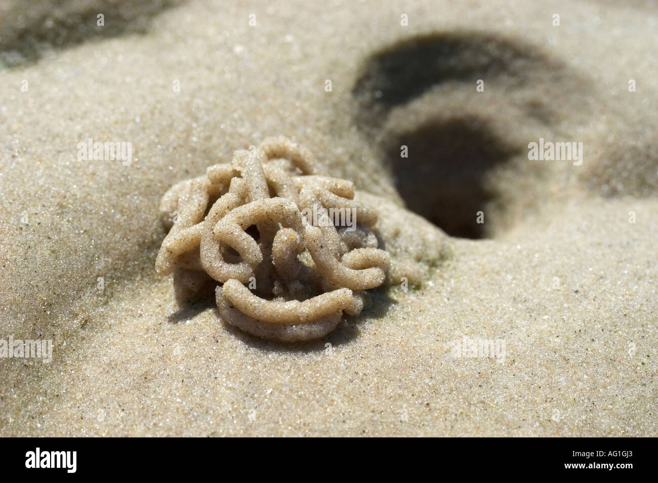 sand worm Stock Photo
