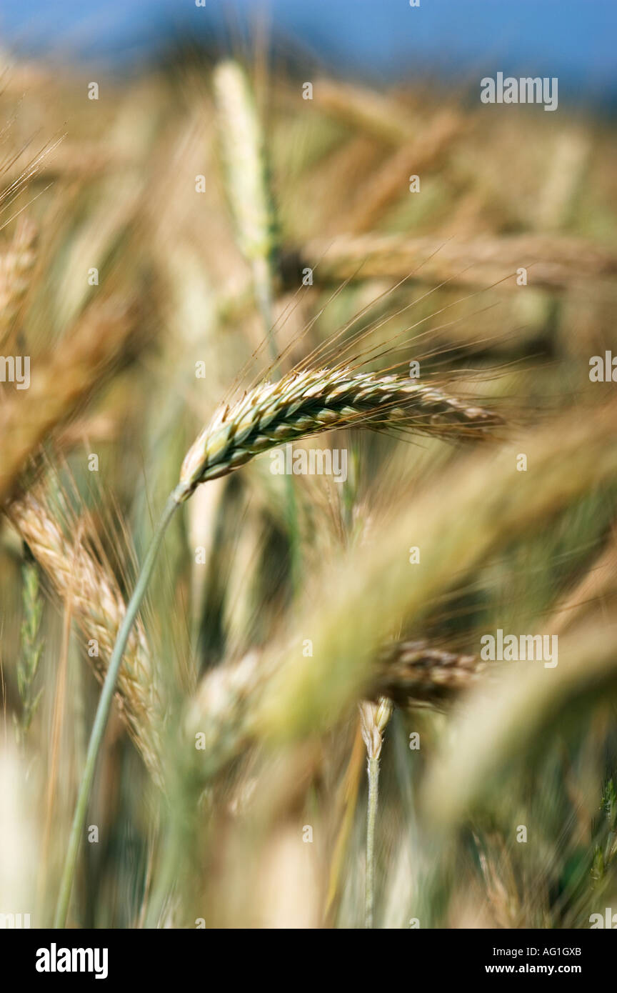 Wheat Stock Photo