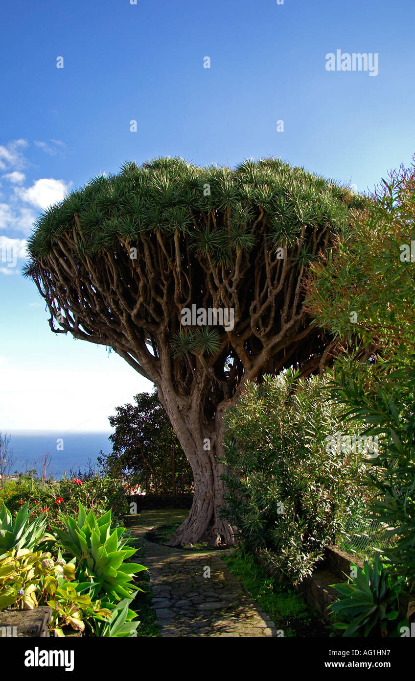 Dragon Tree dracena Stock Photo - Alamy