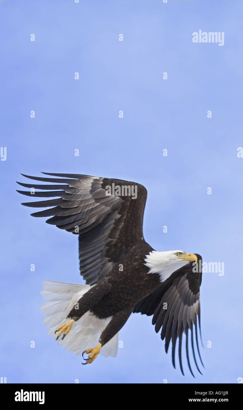 Bald Eagle Alaska US Stock Photo - Alamy