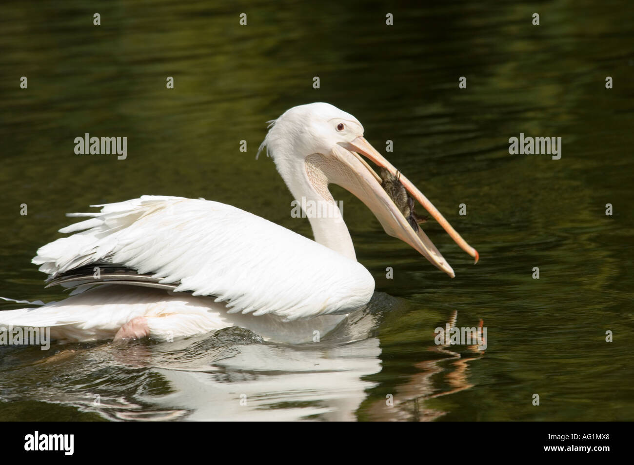 A White Pelican (Pelecanus onocrotalus) aka Eastern White or Great White has just captured a duckling in it's mouth. Stock Photo