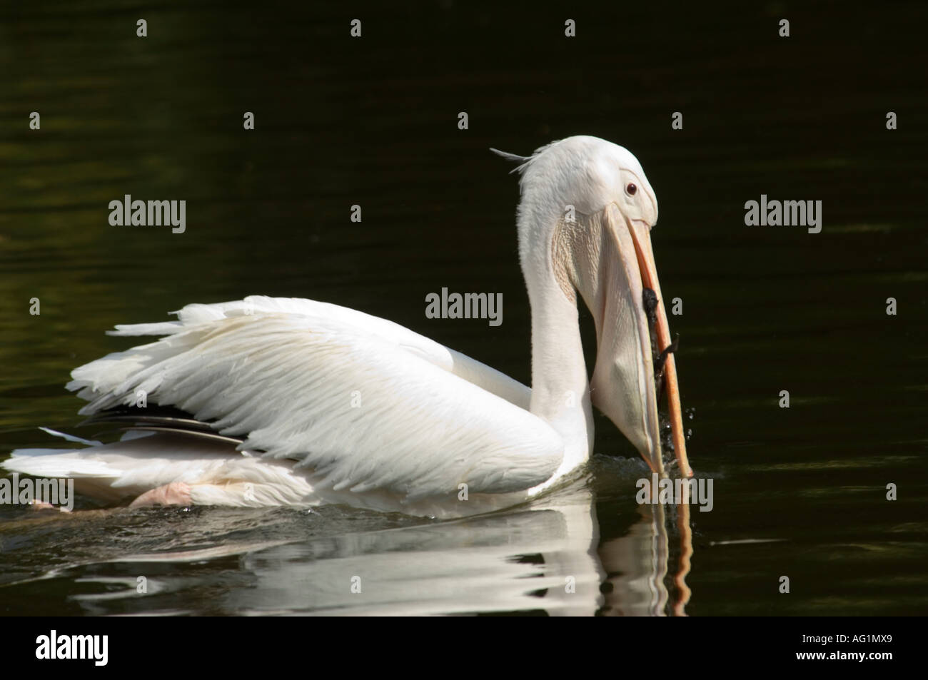 A White Pelican (Pelecanus onocrotalus) aka Eastern White or Great White has just captured a duckling in it's mouth. Stock Photo