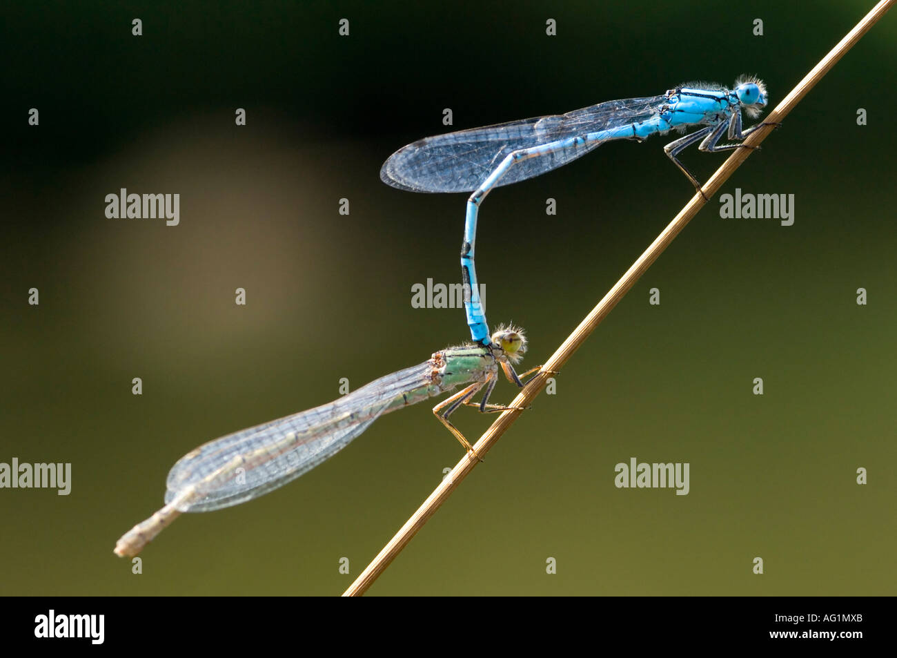 A pair of Common blue damselflies (anallagma cyathigerum) in the process of mating. Stock Photo