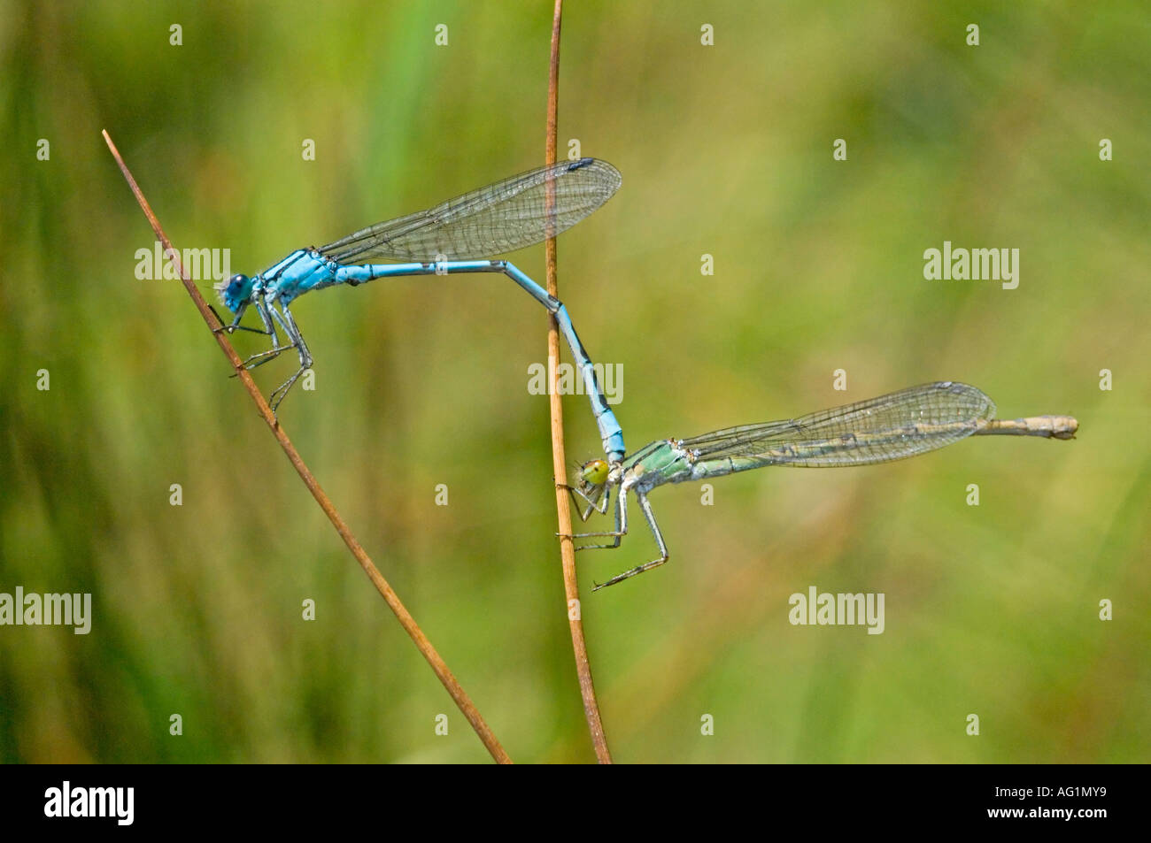 A pair of Common blue damselflies (anallagma cyathigerum) in the process of mating. Stock Photo