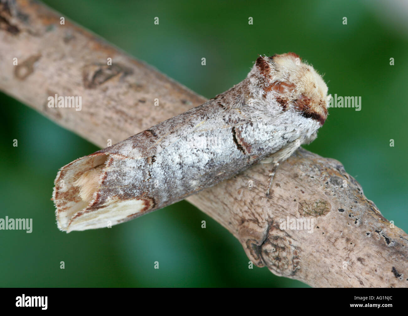 Buff tip Moth (Phalera bucephala) on twig.. Stock Photo
