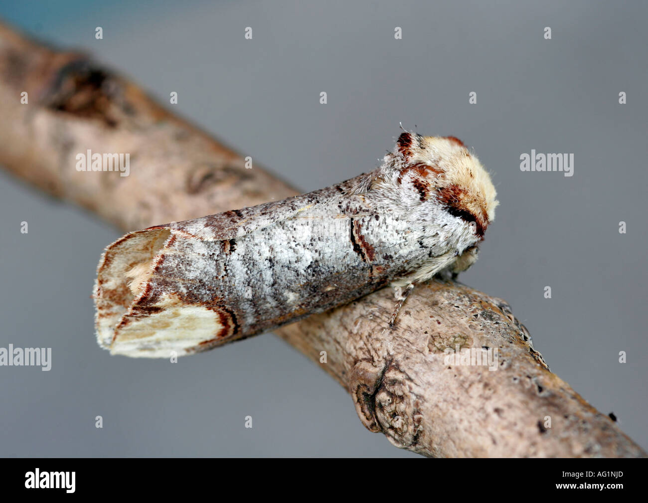 Buff tip Moth (Phalera bucephala) on twig. Stock Photo