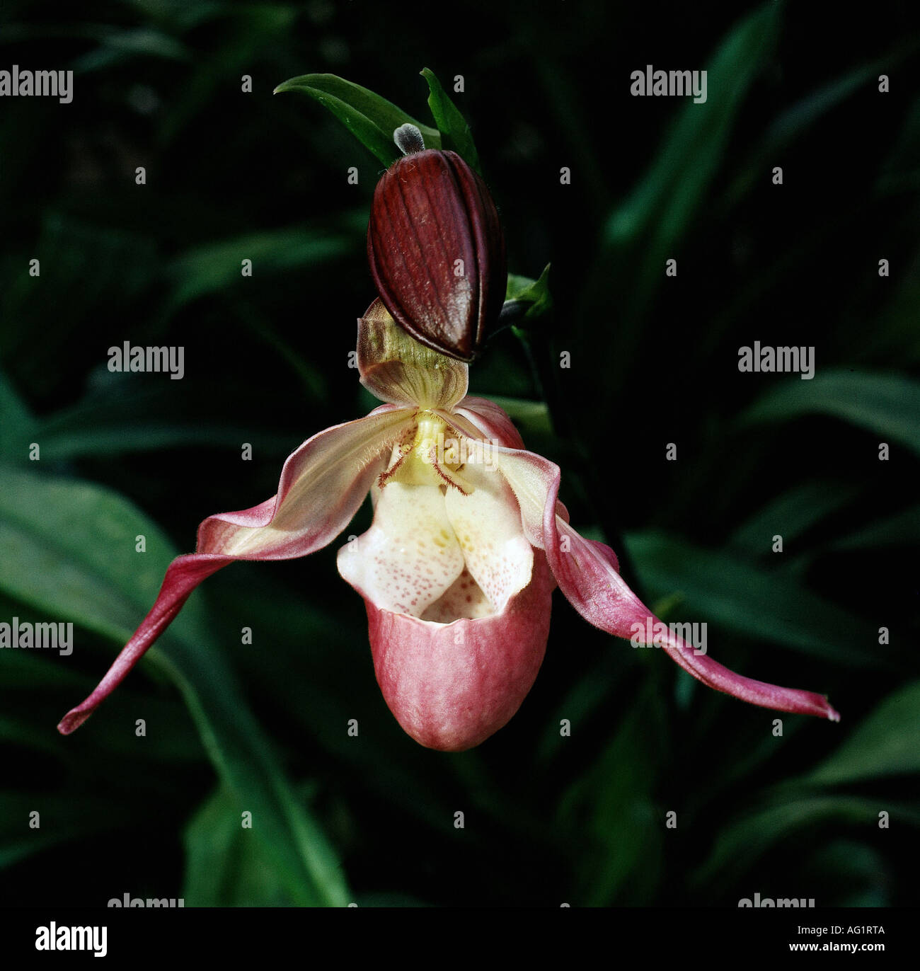 botany, Phragmipedium, species, Phragmipedium hybride, flower, Orchidaceae, orchid, orchids, hybrid, Stock Photo