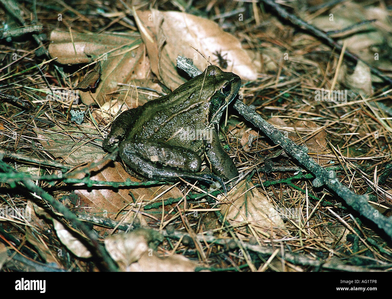 zoology / animals, amphibia, Rana, European Common Frog (Rana ...