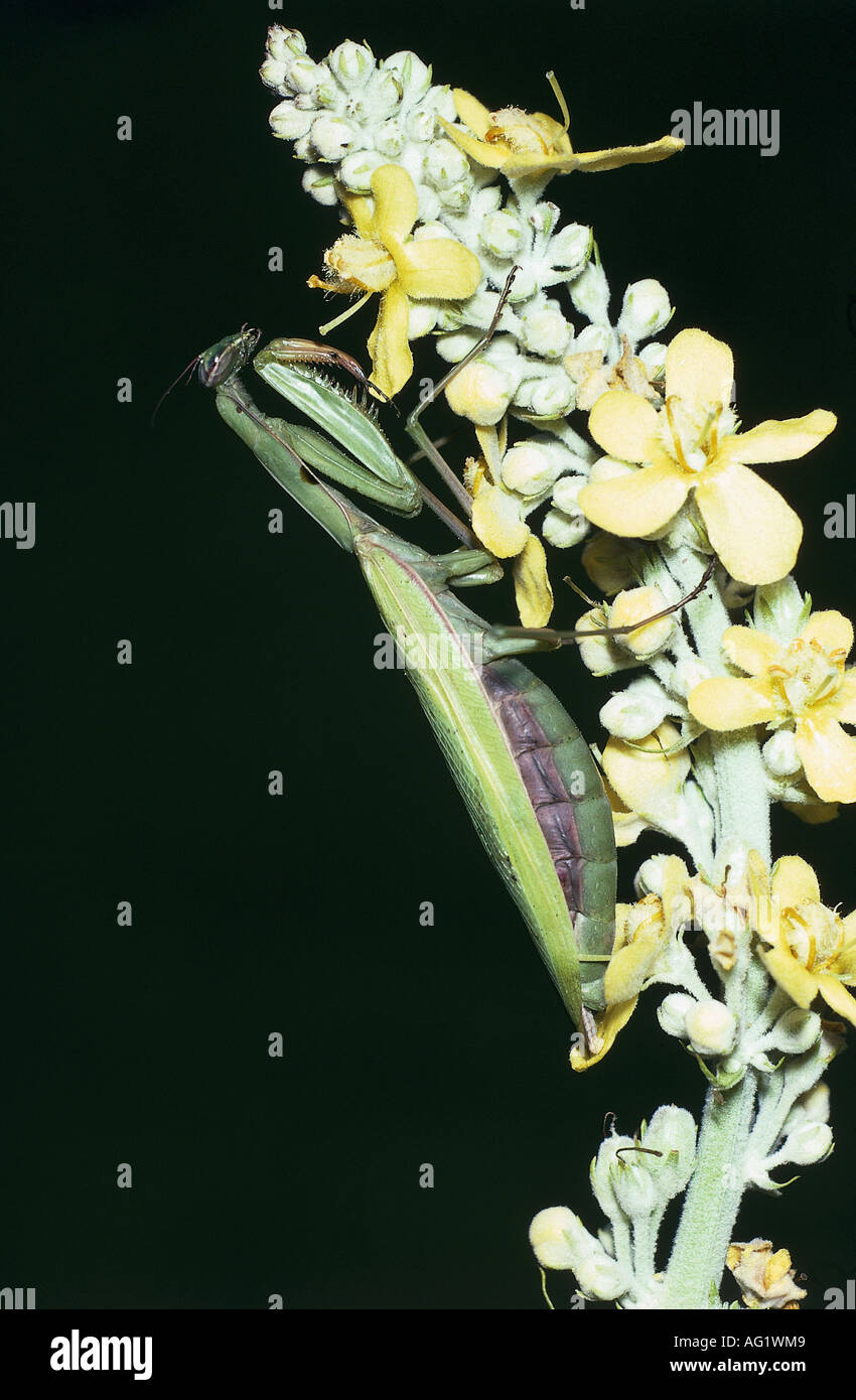 zoology / animals, insect, Mantidae, European mantis (Mantis religiosa), sitting, bloom, distribution: Southern Europe, Neoptera Stock Photo