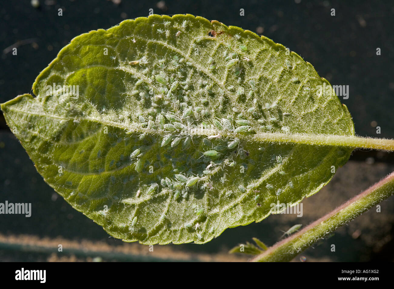 APHIDS GREENFLY INFESTING A PLUM TREE LEAF PICTURED AFTER SPRAYING WITH INSECTICIDE Stock Photo