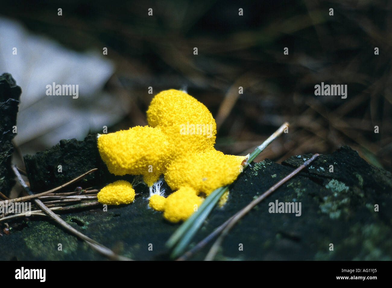 botany, slime moulds (Myxomycetes), species, Fuligo septica, slime mould, fungi, zoology / animals, animal, yellow, Myxomycota, Stock Photo